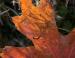 Scarlet Oak leaf