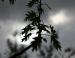 New Oak leaves silhouette