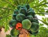 Papaya, enough for the insects, Chapala, Mexico