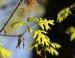 March Oak leaves, Coppell, TX