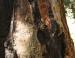 Giant Sequoia bark has fire resistance qualities