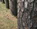 Longleaf Pine, North Carolina State tree