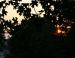 Sunrise, Scarlet Oak