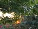 Sunrise, Scarlet Oak and Crape Myrtle