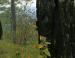 Charred Mexican Pine, Sierra Madres Mtns, Mexico