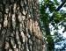 Mature Oak bark, Coppell, TX