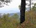 Charred Mexican Pine, Sierra Madres Mtns, Mexico