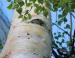 Paper Birch, Stony Plain, Alberta