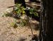 Seedling, Yosemite National Park, CA