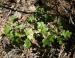 Seedling, Yosemite National Park, CA