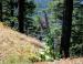 Wild Foxglove, Douglas Fir forest, Salt Spring Island, BC