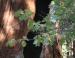 California Black Oak, Sequoia National Forest, CA