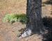 Blue Spruce branch, Edmonton, Alberta