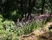 Wild Foxglove, Douglas Fir forest, Salt Spring Island, BC