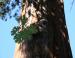 California Black Oak, Sequoia National Forest, CA