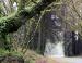 Avenue of The Giants, northern California