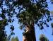 California Black Oak, Sequoia National Forest, CA