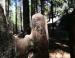 Natural sculpture, Mariposa Grove, Sequoia National Forest, CA