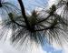 Mexican Pine, Sierra Madres Mountains, Mexico