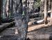 Natural sculpture, Mariposa Grove, Sequoia National Forest, CA