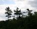 Eastern White Pine, Thousand Islands region, ON Canada