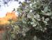 Possibly Engelmann Oak, Bell Rock, Arizona