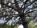 Mexican Pine branches, Sierra Madres Mountains, Mexico