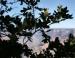 Oregon White Oak, Grand Canyon, AZ