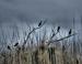 Grackles, marshlands, North Carolina