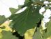 Bur Oak, southern Ontario, Canada