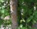European Mountain Ash, Edmonton, Alberta