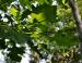 Bur Oak, southern Ontario, Canada