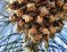Foothills Pine cone, Yosemite National Park, CA