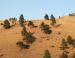Montana foothills: conifers