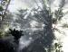 Sun Shower, Scarlet Oak