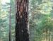 Ponderosa Pine survivor, Yosemite National Park, CA