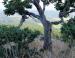 Garry Oak, Beacon Hill Park, Victoria, BC, Canada