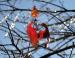 Ice storm, January, Dallas, Texas