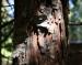 Sugar Pine, Yosemite National Park, CA