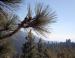 Foothills Pine, Yosemite National Park, CA