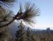 Foothills Pine, Yosemite National Park, CA