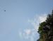 Deciduous trees, GatlInburg, Tennessee