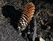 Ponderosa Pine cone, Yosemite National Park, CA