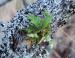 Garry Oak, Beacon Hill Park, Victoria, BC, Canada