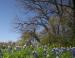 Bluebonnets, Oak, Coppell, Texas