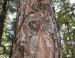 Knobcone Pine, Yosemite Natl Park, CA