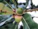 Acorns, Dallas, Texas