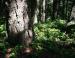 Douglas Fir forest, Salt Spring Island, BC