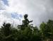 White Pine, Kingston, Ontario