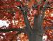 Scarlet Oak, Lewisville, Texas
